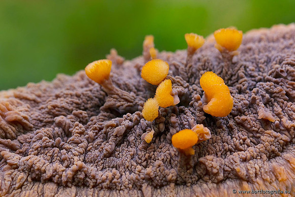 Paddenstoelen, Bart Fotografie-0641