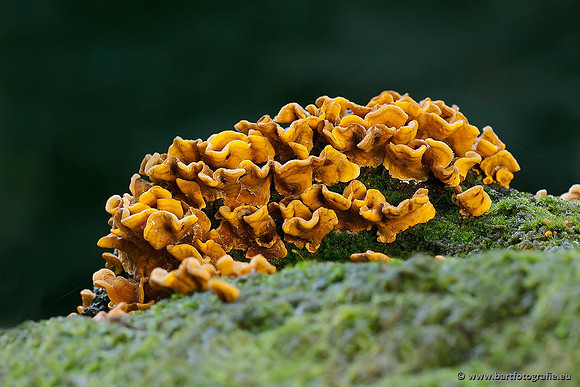 Paddenstoelen, Bart Fotografie-0642