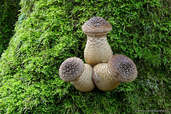 Paddenstoelen, Bart Fotografie-0643