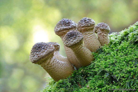 Paddenstoelen, Bart Fotografie-0644