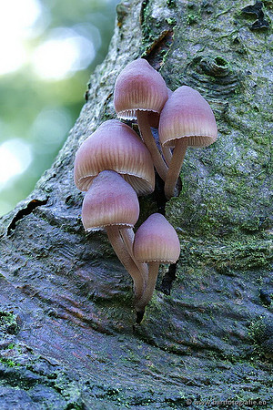 Paddenstoelen, Bart Fotografie-0645