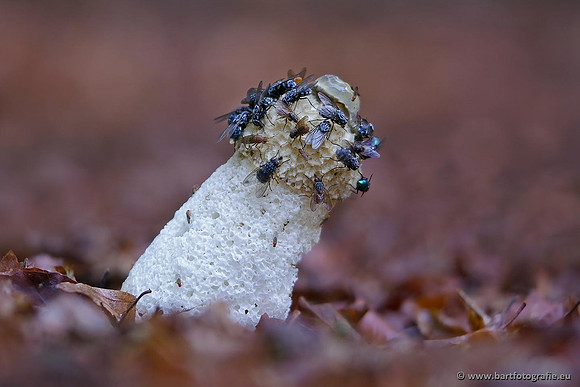 Paddenstoelen, Bart Fotografie-0646