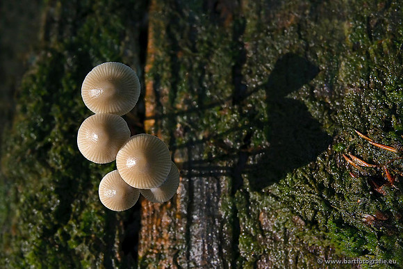 Paddenstoelen, Bart Fotografie-0647
