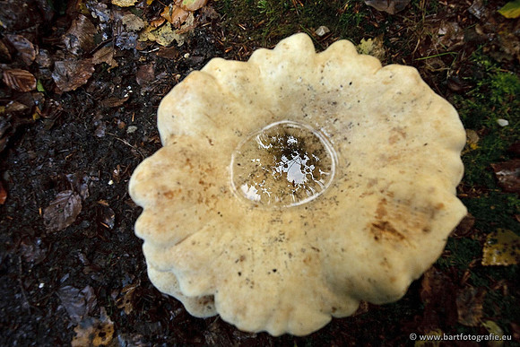 Paddenstoelen, Bart Fotografie-0648
