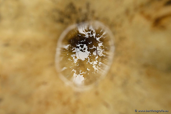 Paddenstoelen, Bart Fotografie-0649