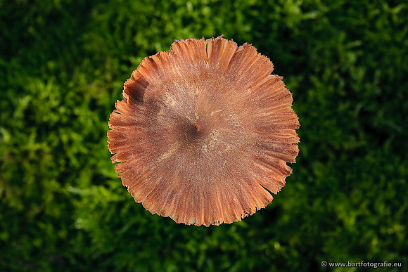 Paddenstoelen, Bart Fotografie-0650