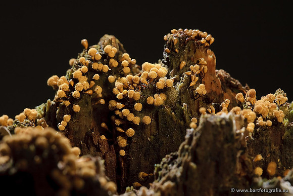 Paddenstoelen, Bart Fotografie-0651