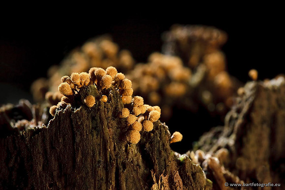 Paddenstoelen, Bart Fotografie-0652