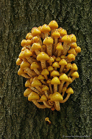 Paddenstoelen, Bart Fotografie-0653