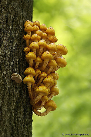 Paddenstoelen, Bart Fotografie-0654