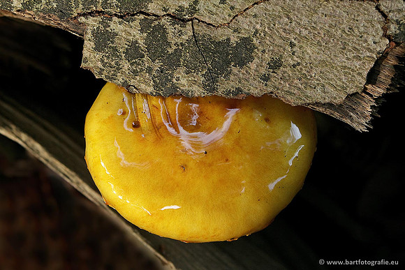 Paddenstoelen, Bart Fotografie-0655