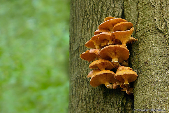 Paddenstoelen, Bart Fotografie-0656