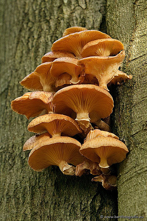 Paddenstoelen, Bart Fotografie-0657