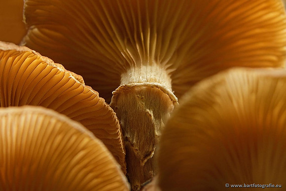 Paddenstoelen, Bart Fotografie-0658