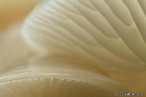 Paddenstoelen, Bart Fotografie-0659