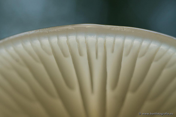 Paddenstoelen, Bart Fotografie-0660