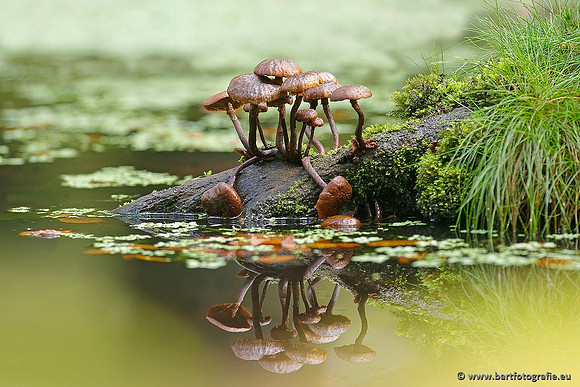 Paddenstoelen, Bart Fotografie-0661