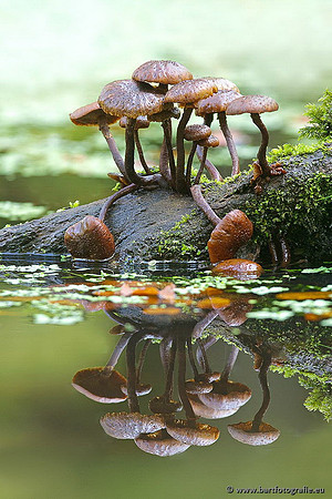 Paddenstoelen, Bart Fotografie-0662