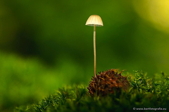 Paddenstoelen, Bart Fotografie-0663