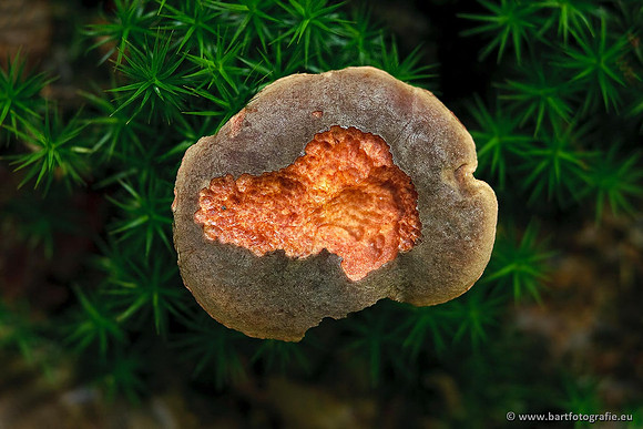 Paddenstoelen, Bart Fotografie-0664