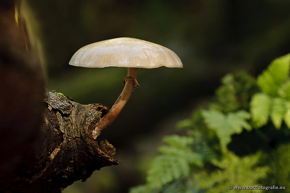Paddenstoelen, Bart Fotografie-0665