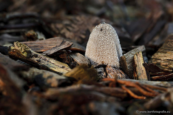 Paddenstoelen, Bart Fotografie-0666