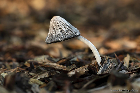 Paddenstoelen, Bart Fotografie-0667