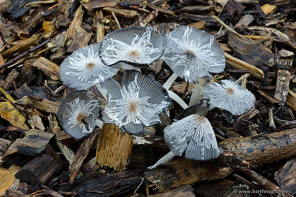 Paddenstoelen, Bart Fotografie-0668