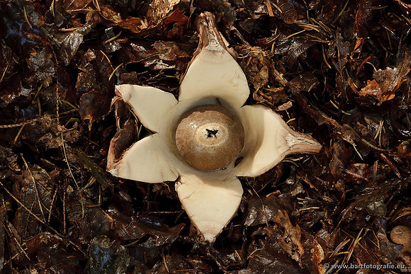 Paddenstoelen, Bart Fotografie-0669
