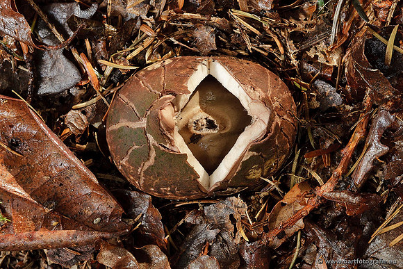 Paddenstoelen, Bart Fotografie-0670