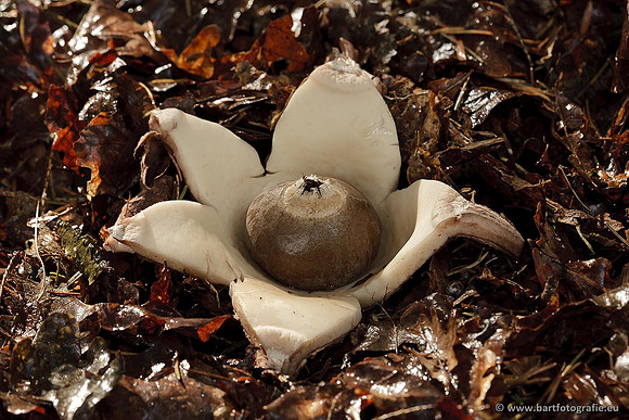 Paddenstoelen, Bart Fotografie-0671