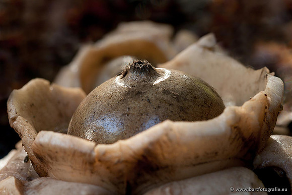 Paddenstoelen, Bart Fotografie-0672