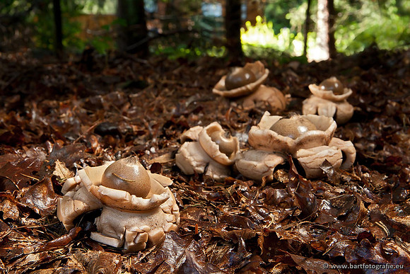 Paddenstoelen, Bart Fotografie-0673