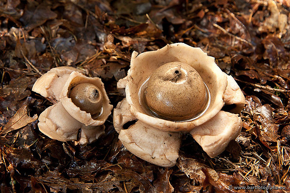 Paddenstoelen, Bart Fotografie-0674