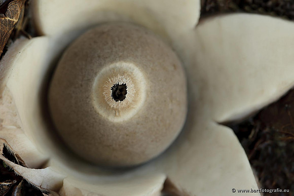 Paddenstoelen, Bart Fotografie-0675