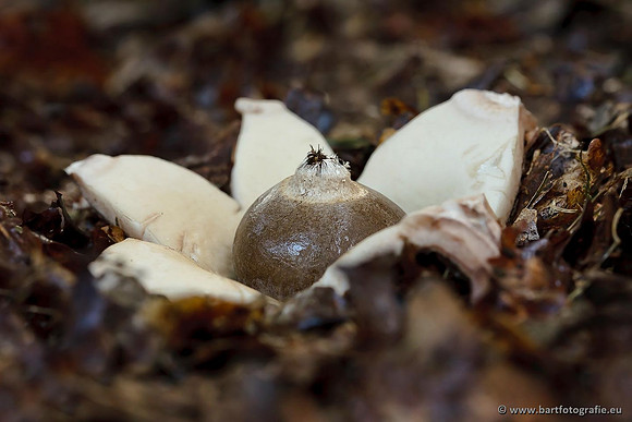 Paddenstoelen, Bart Fotografie-0676