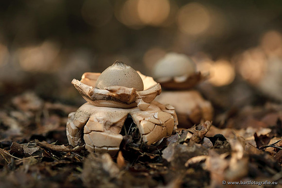 Paddenstoelen, Bart Fotografie-0677