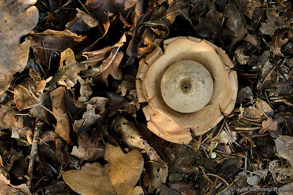 Paddenstoelen, Bart Fotografie-0679