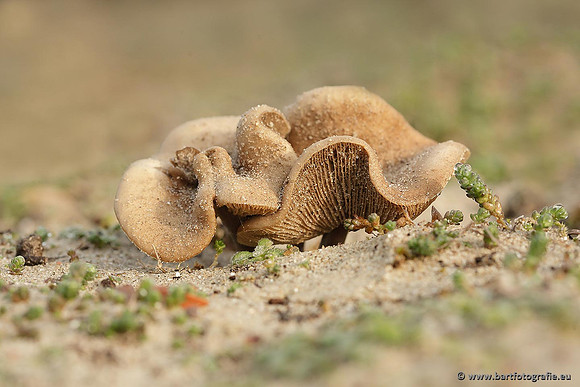 Paddenstoelen, Bart Fotografie-0683