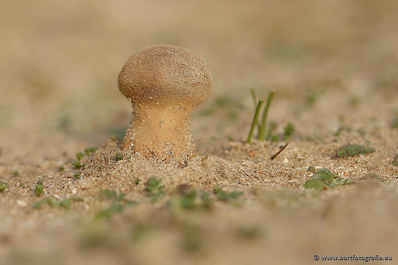 Paddenstoelen, Bart Fotografie-0682