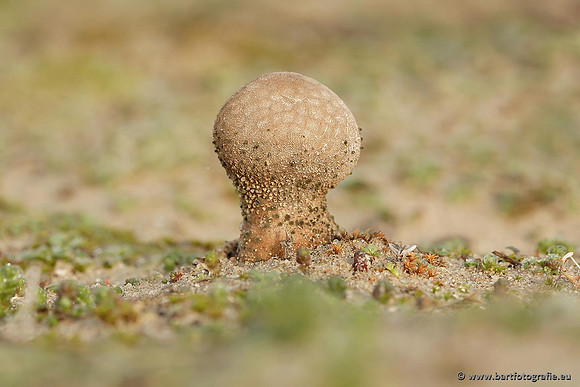 Paddenstoelen, Bart Fotografie-0684