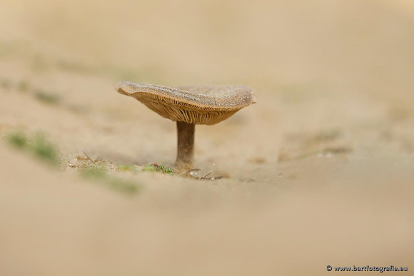 Paddenstoelen, Bart Fotografie-0685