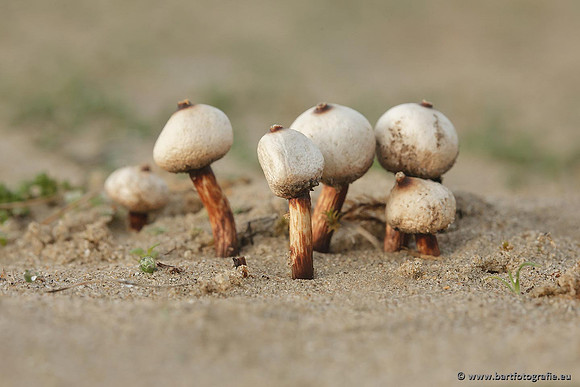 Paddenstoelen, Bart Fotografie-0688