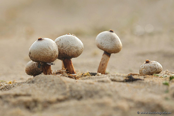 Paddenstoelen, Bart Fotografie-0689