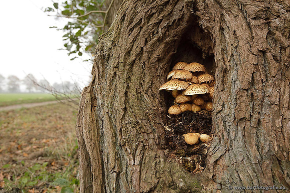 Paddenstoelen, Bart Fotografie-0691