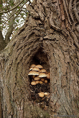 Paddenstoelen, Bart Fotografie-0690