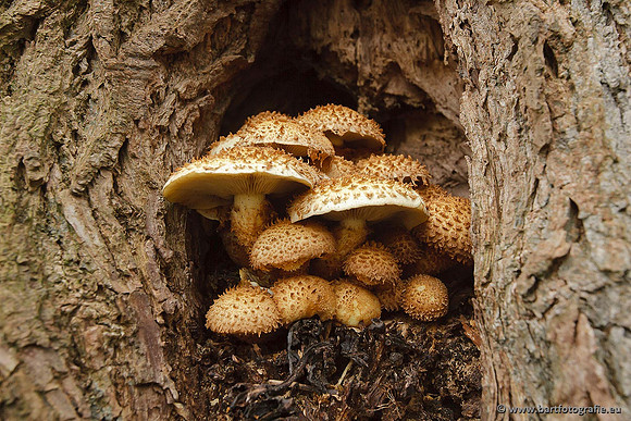 Paddenstoelen, Bart Fotografie-0692