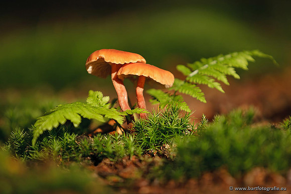 Paddenstoelen, Bart Fotografie-0693