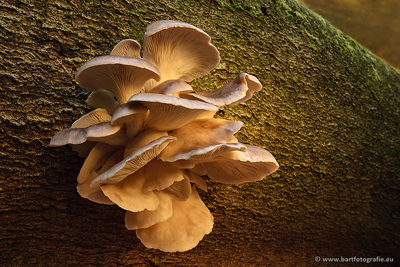 Paddenstoelen, Bart Fotografie-0694