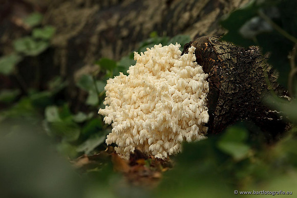 Paddenstoelen, Bart Fotografie-0695